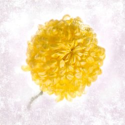 Sia Aryai Mums Yellow