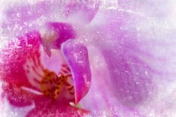 Sia Aryai Orchid II
