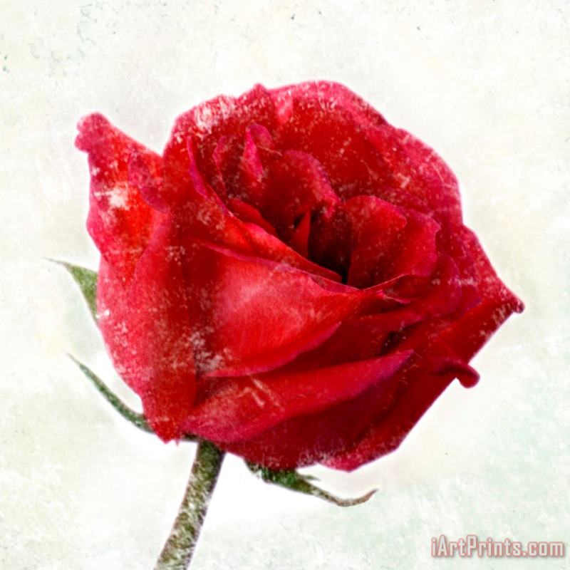 Rose Red painting - Sia Aryai Rose Red Art Print