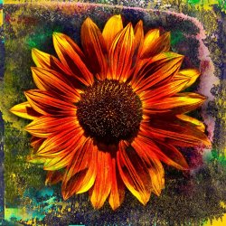 Sia Aryai Sunflower Red