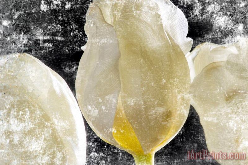 White Tulips III painting - Sia Aryai White Tulips III Art Print
