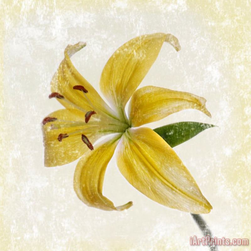 Sia Aryai Yellow Lily Art Painting