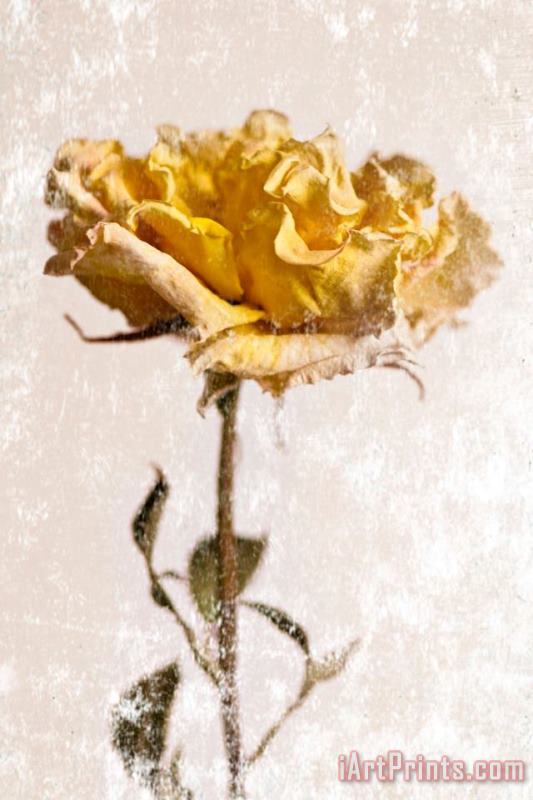 Sia Aryai Yellow Rose Art Print