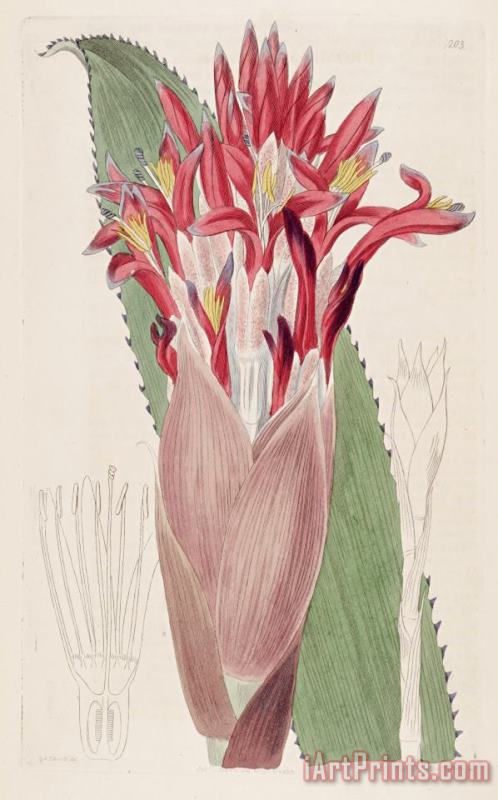 Aechmea Nudicaulis (as Bromelia Nudicaulis) 1817 painting - Sydenham Teast Edwards Aechmea Nudicaulis (as Bromelia Nudicaulis) 1817 Art Print