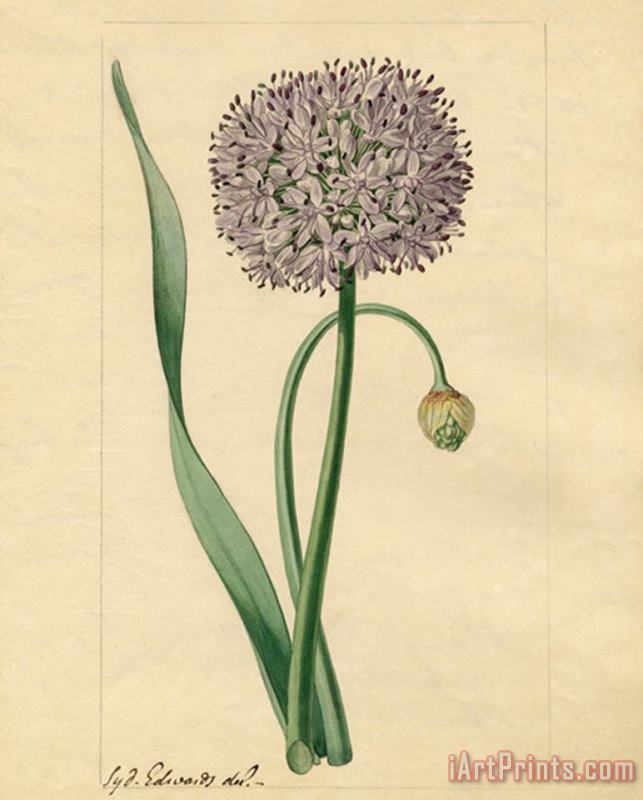 Allium Nutans painting - Sydenham Teast Edwards Allium Nutans Art Print