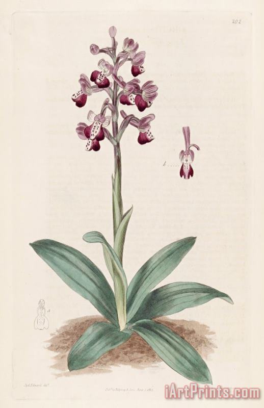 Sydenham Teast Edwards Anacamptis Longicornu (orchis Longicornu) 1817 Art Painting