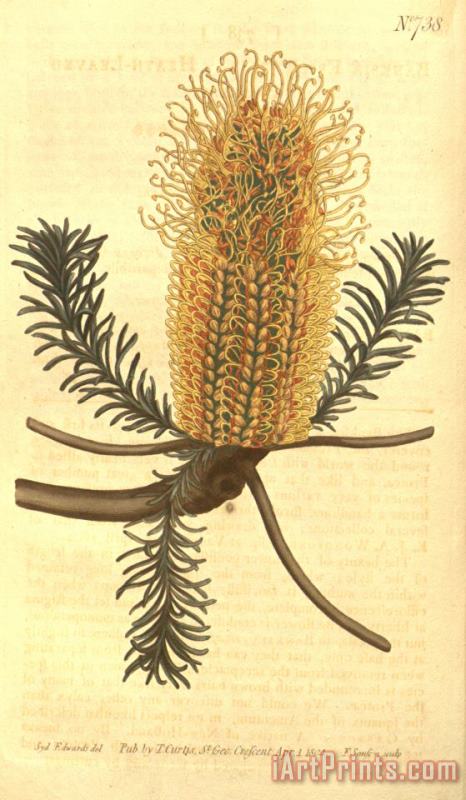 Banksia Ericifolia painting - Sydenham Teast Edwards Banksia Ericifolia Art Print