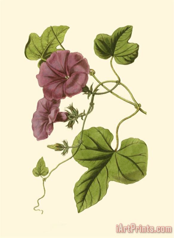 Sydenham Teast Edwards Blossoming Vine II Art Print
