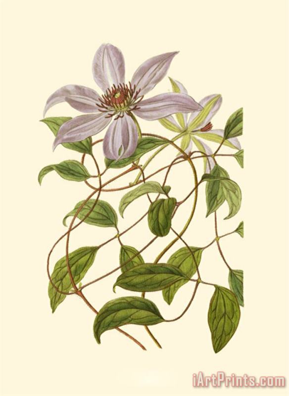 Blossoming Vine III painting - Sydenham Teast Edwards Blossoming Vine III Art Print