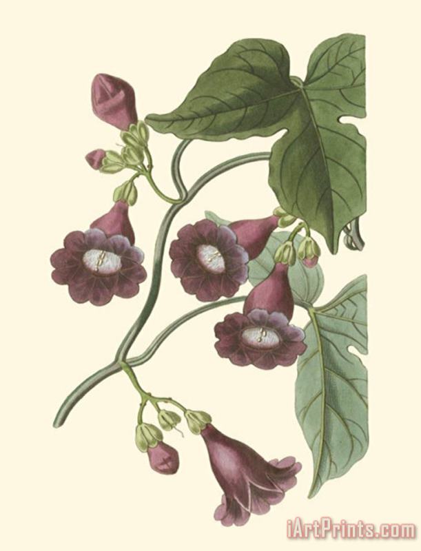 Sydenham Teast Edwards Blossoming Vine V Art Print