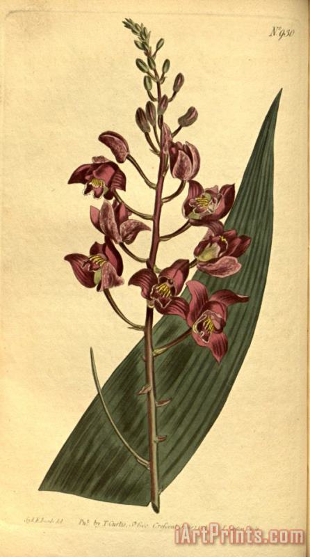 Sydenham Teast Edwards Botanical Drawings Eulophia Alta 1814 Art Print
