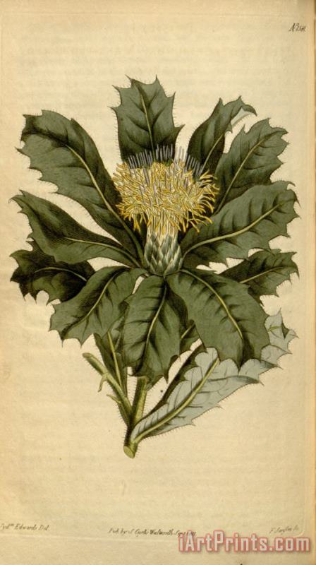 Sydenham Teast Edwards Botanical Magazine 1581 Dryandra Floribunda Art Painting