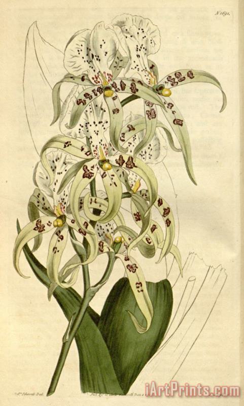 Sydenham Teast Edwards Brassia Maculata 1815 Art Painting