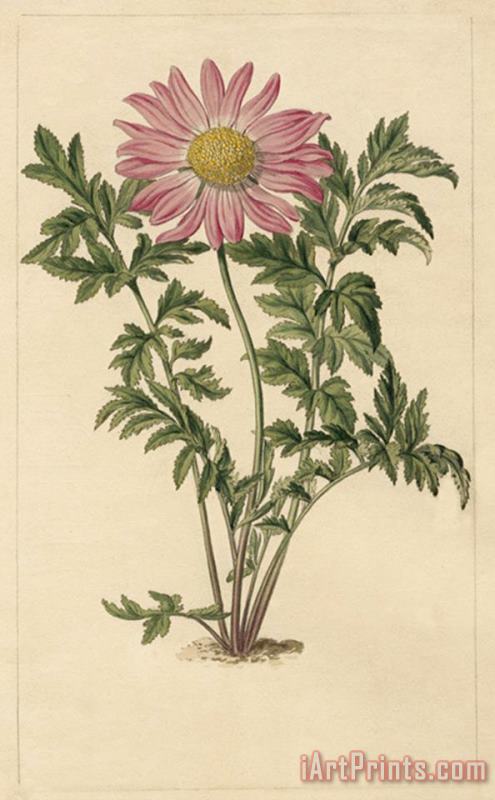 Chrysanthemum Roseum painting - Sydenham Teast Edwards Chrysanthemum Roseum Art Print
