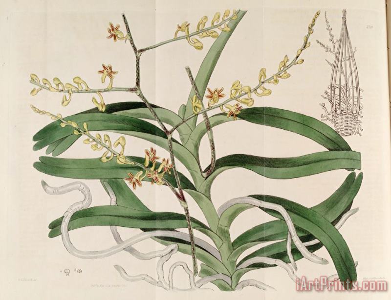 Sydenham Teast Edwards Cleisostoma Paniculatum (as Aerides Paniculata) 1817 Art Print