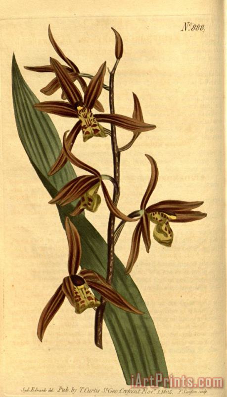 Cymbidium Sinense (as Epidendrum Sinense) 1806 painting - Sydenham Teast Edwards Cymbidium Sinense (as Epidendrum Sinense) 1806 Art Print