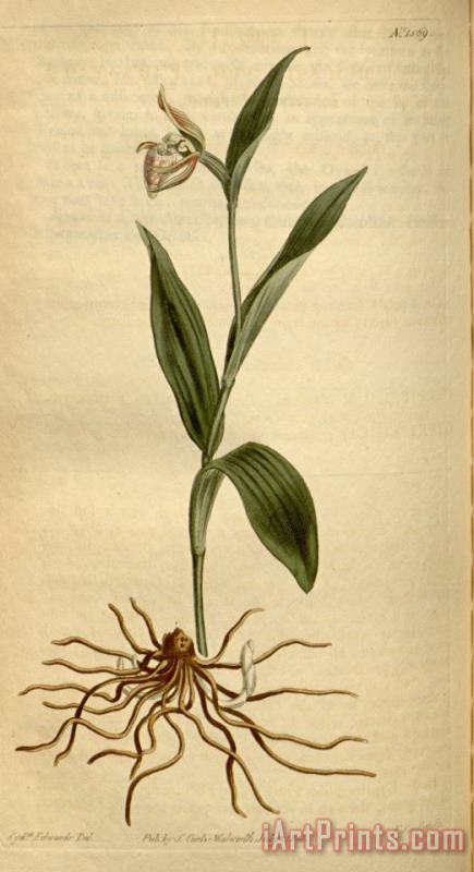 Sydenham Teast Edwards Cypripedium Arietinum 1813 Art Print
