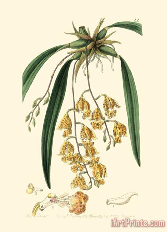 Sydenham Teast Edwards Elegant Orchid I Art Painting