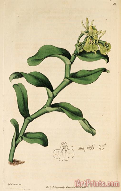 Sydenham Teast Edwards Epidendrum Umbelliferum (as Epidendrum Umbellatum) 1815 Art Painting