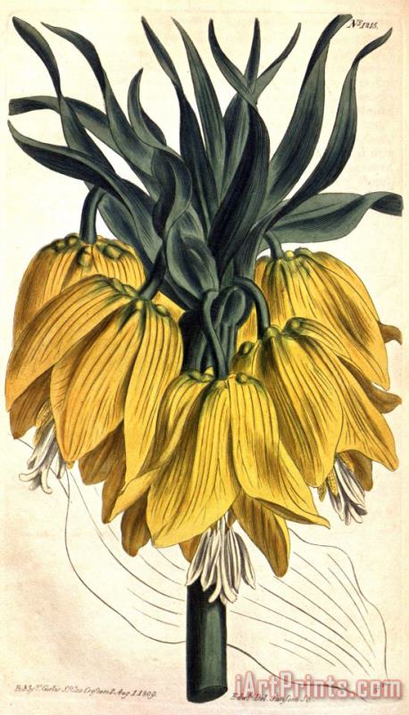 Fritillaria Imperialis (subgenus Petilium) 1809 painting - Sydenham Teast Edwards Fritillaria Imperialis (subgenus Petilium) 1809 Art Print