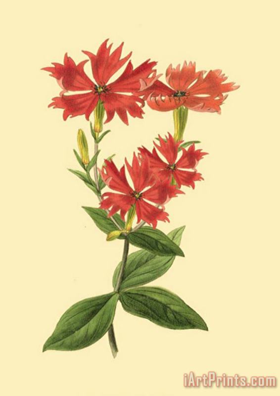 Sydenham Teast Edwards Le Fleur Rouge III Art Print