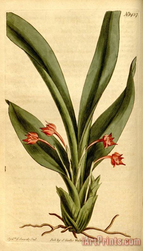 Sydenham Teast Edwards Maxillaria Coccinea 1812 Art Print