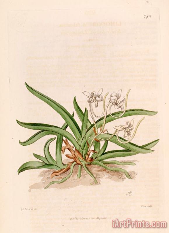 Neofinetia Falcata (as Limodorum Falcatum) 1818 painting - Sydenham Teast Edwards Neofinetia Falcata (as Limodorum Falcatum) 1818 Art Print