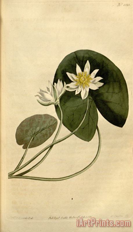 Nymphaea Pygmaea 1813 painting - Sydenham Teast Edwards Nymphaea Pygmaea 1813 Art Print