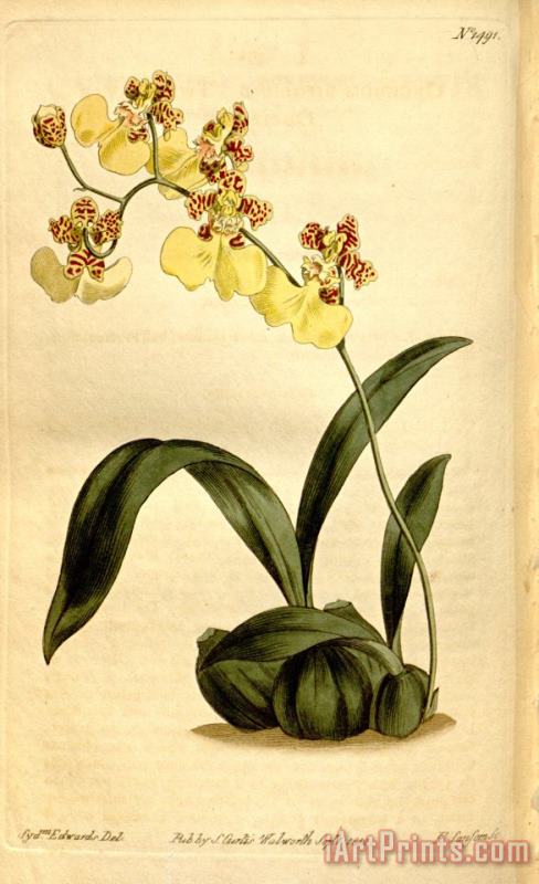 Oncidium Bifolium 1812 painting - Sydenham Teast Edwards Oncidium Bifolium 1812 Art Print