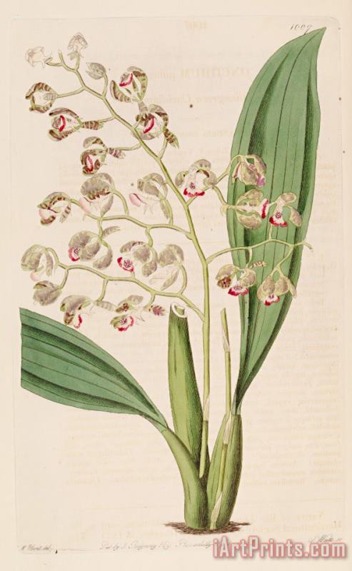 Sydenham Teast Edwards Oncidium Pubes 1826 Art Print