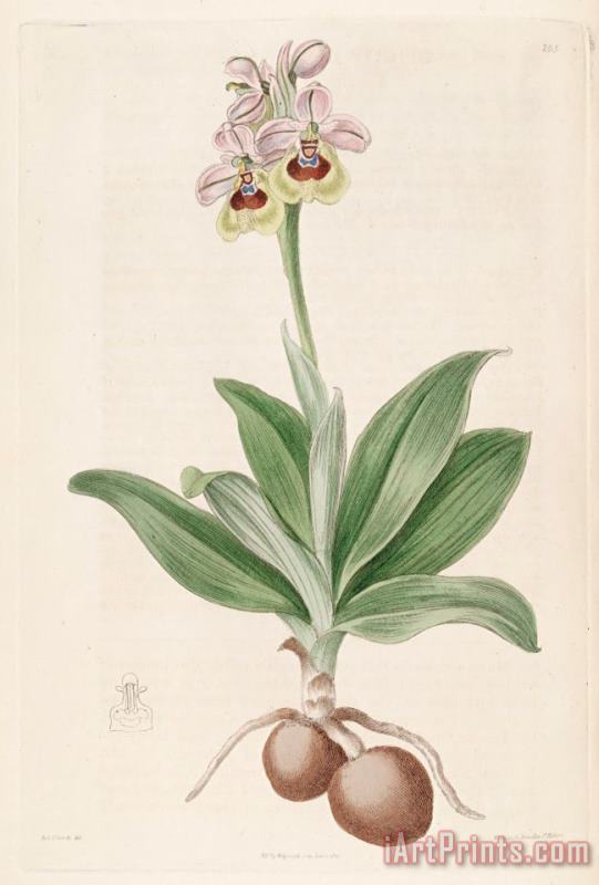 Ophrys Tenthredinifera 1817 painting - Sydenham Teast Edwards Ophrys Tenthredinifera 1817 Art Print