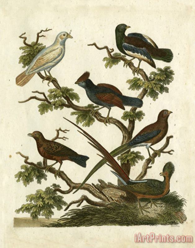 Ornithology II painting - Sydenham Teast Edwards Ornithology II Art Print