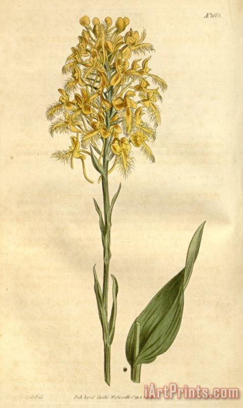 Platanthera Ciliaris (as Habenaria Ciliaris) 1814 painting - Sydenham Teast Edwards Platanthera Ciliaris (as Habenaria Ciliaris) 1814 Art Print