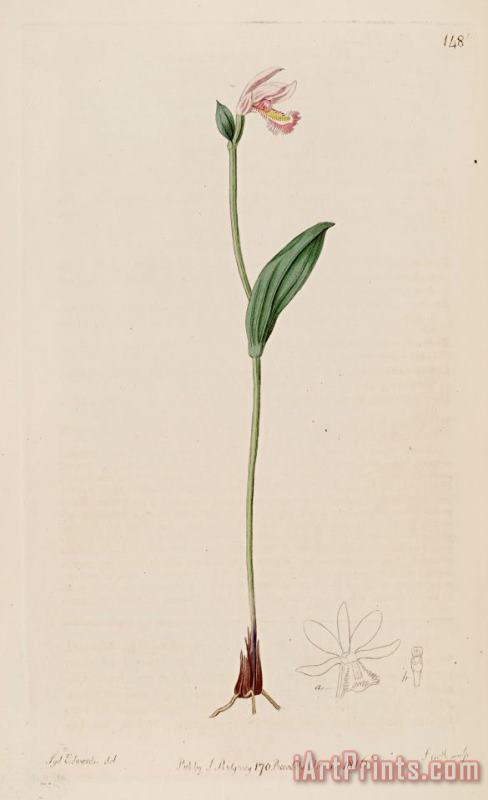 Sydenham Teast Edwards Pogonia Ophioglossoides 1816 Art Print