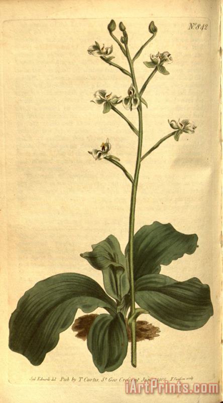 Sydenham Teast Edwards Ponthieva Racemosa 1805 Art Print
