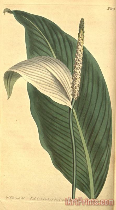 Sydenham Teast Edwards Pothos Cannaefolia 1803 Art Painting
