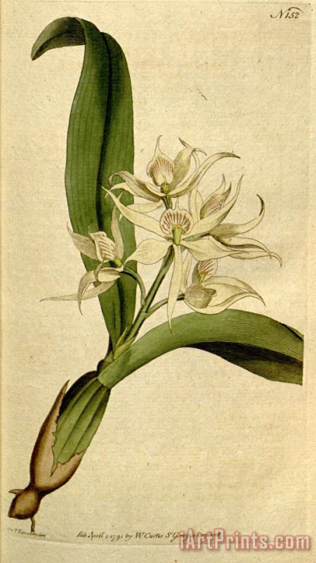 Sydenham Teast Edwards Prosthechea Fragrans (as Epidendrum Cochleatum Curtis) 1792 Art Print