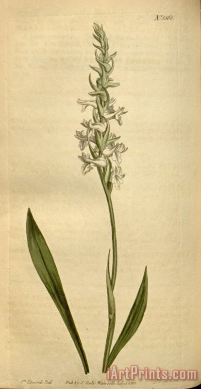 Sydenham Teast Edwards Spiranthes Cernua (as Neottia Cernua) 1813 Art Print