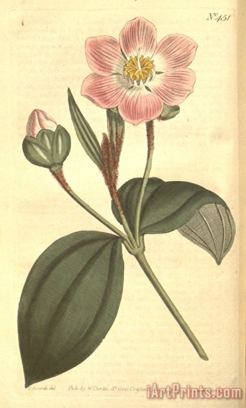 Sydenham Teast Edwards The Botanical Magazine 1799 Art Print