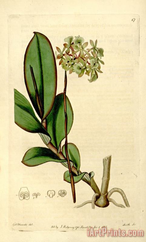 The Botanical Register 1815 painting - Sydenham Teast Edwards The Botanical Register 1815 Art Print