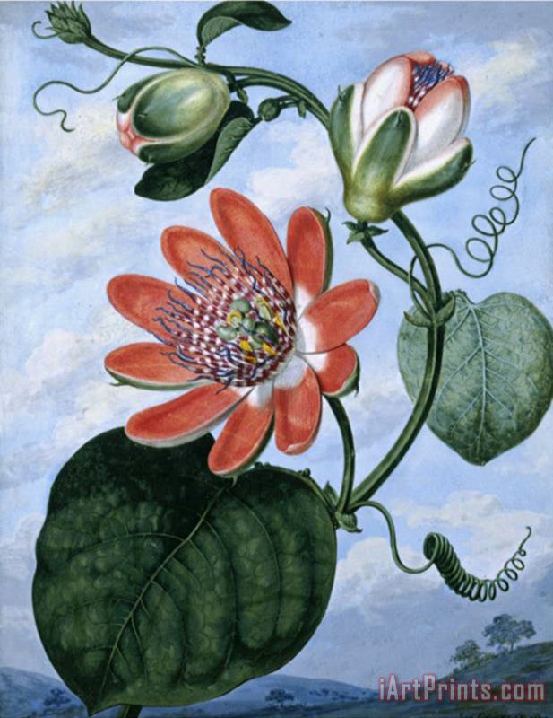 The Winged Passion Flower painting - Sydenham Teast Edwards The Winged Passion Flower Art Print