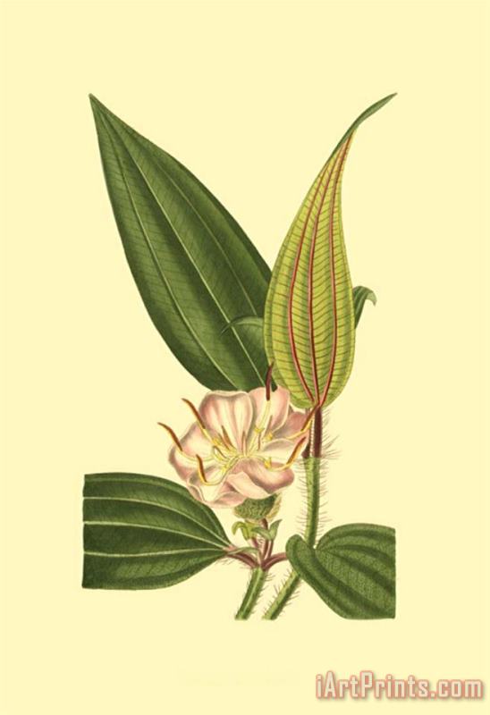 Sydenham Teast Edwards Tropical Ambrosia I Art Print