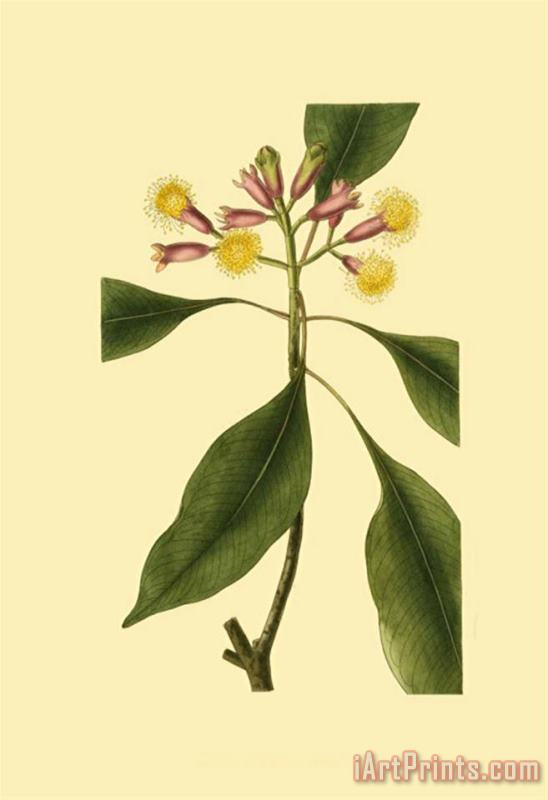 Sydenham Teast Edwards Tropical Ambrosia Iv Art Print