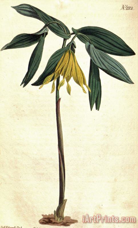 Sydenham Teast Edwards Uvularia Grandiflora 1808 Art Painting