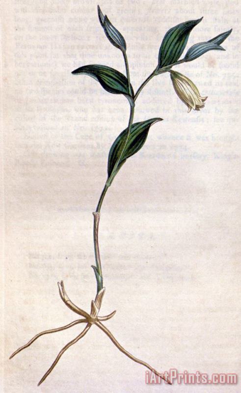 Uvularia Sessilifolia 1811 painting - Sydenham Teast Edwards Uvularia Sessilifolia 1811 Art Print