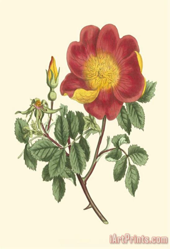 Vibrant Blooms Iv painting - Sydenham Teast Edwards Vibrant Blooms Iv Art Print