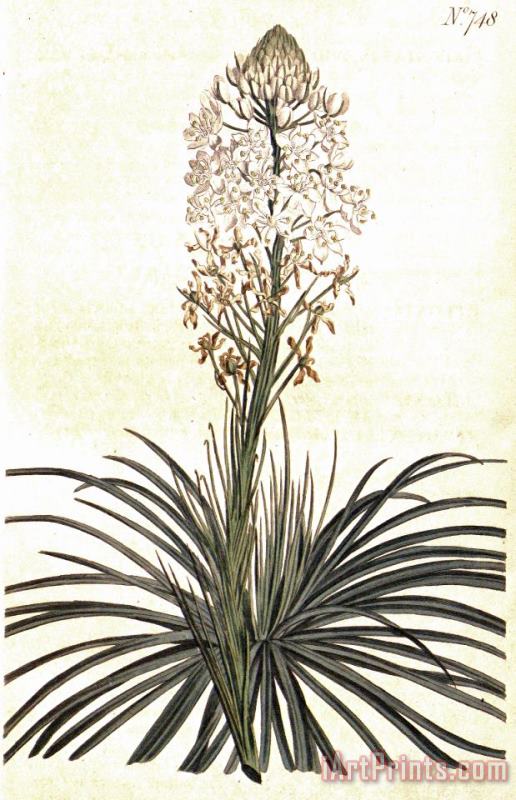 Sydenham Teast Edwards Xerophyllum Asphodeloides 1804 Art Painting