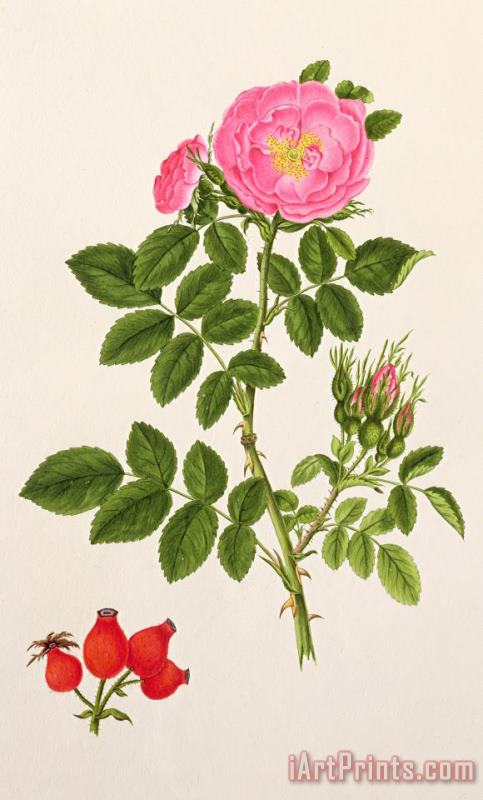 T Goetz Rose Eglanteria Art Print