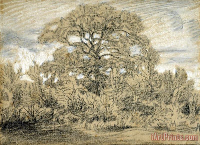 Study of an Oak Tree painting - Theodore Rousseau Study of an Oak Tree Art Print