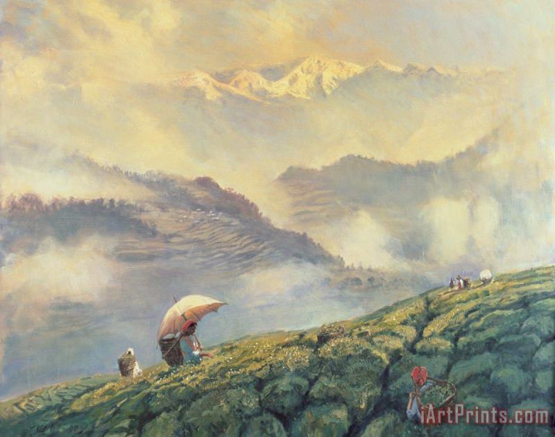 Tea Picking - Darjeeling - India painting - Tim Scott Bolton Tea Picking - Darjeeling - India Art Print